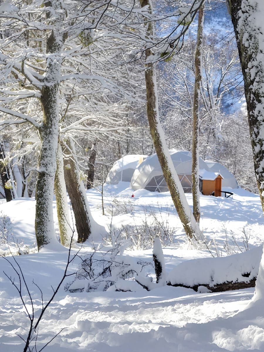 Bosque de lengas cargado de nieve, con el domo del refugio entre los troncos.